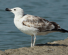 Larus armenicus